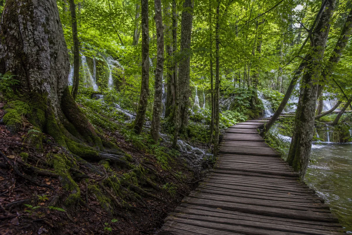 Sentier forestier en bois longeant les lacs supérieurs de Plitvice
